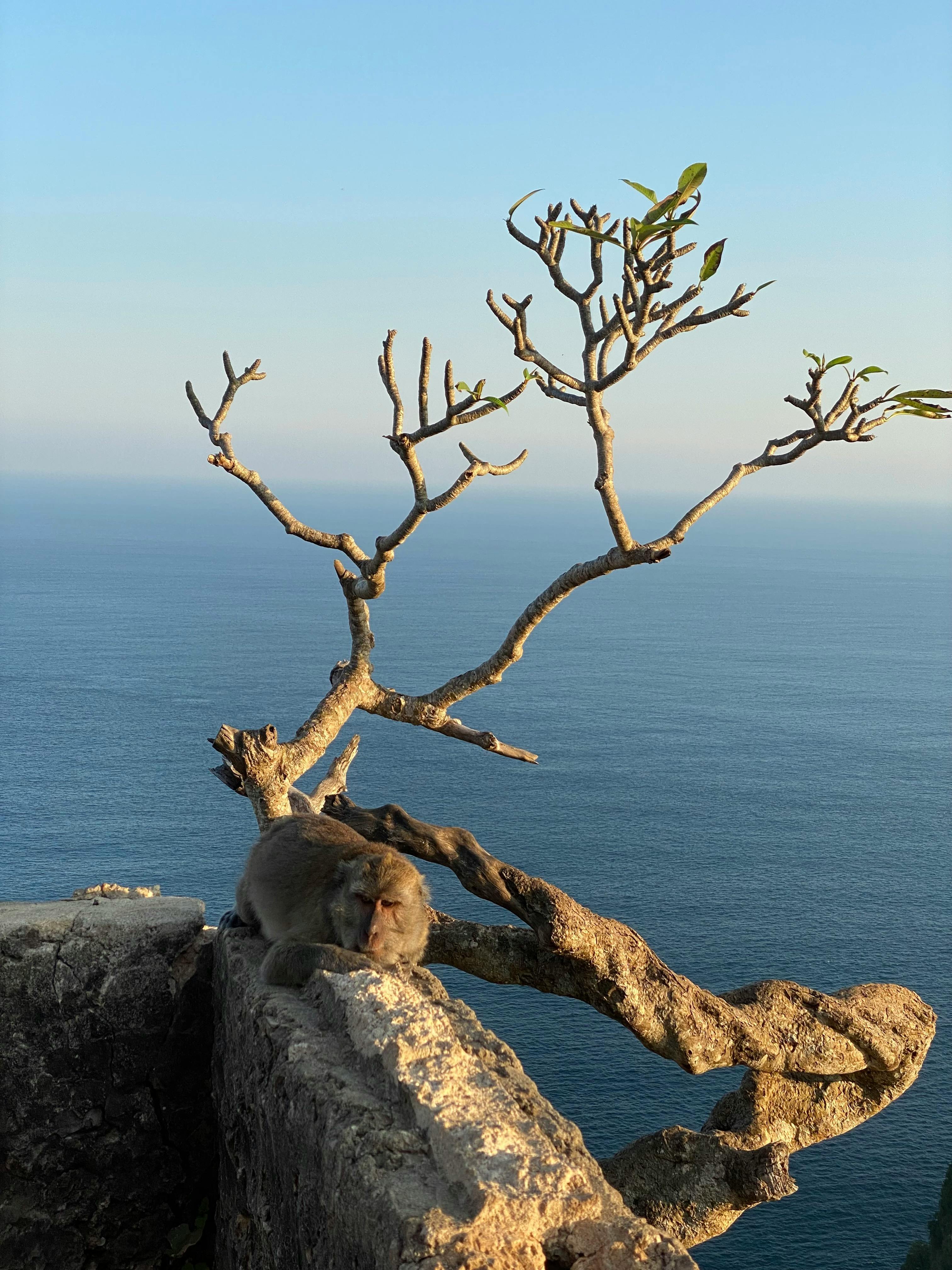 large picture of the cover